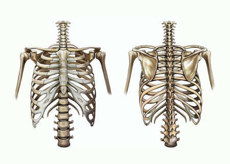 bones of the chest and shoulder girdle, human skeleton, ribs, sternum, clavicle and scapula, front and back view, isolated image on a white backgroundの写真素材
