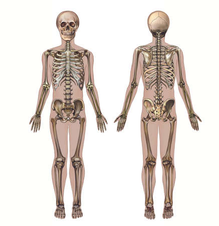human skeleton, back and front view, realistic drawing of bones, anatomy, figure silhouette, isolated image on white backgroundの写真素材