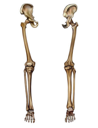leg bones (membrum inferius liberum), realistic drawing of the human skeleton, front and back view, femur, tibia, knee, patella, metatarsus, foot structure, anatomy, body parts, isolated image on a white backgroundの写真素材
