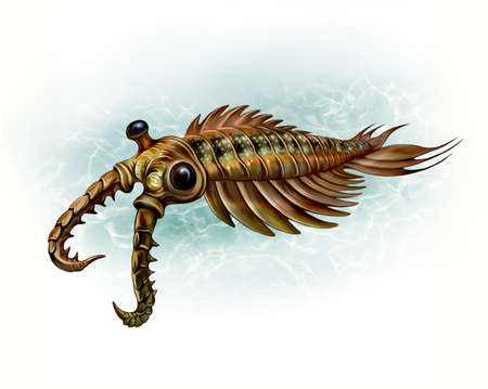 Anomalocaris - an extinct animal of the Cambrian period of the Paleozoic era, an unusual shrimp, an arthropod fossil, isolated image on a white backgroundの写真素材