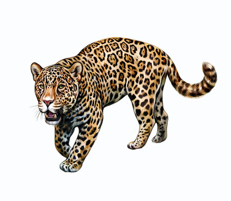 Jaguar (Panthera onca), realistic drawing, illustration for the encyclopedia of animals of Central and South America, isolated image on a white backgroundの写真素材