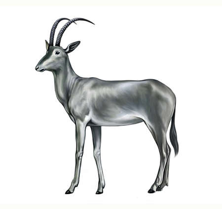 The bluebuck, blue antelope (Hippotragus leucophaeus), realistic drawing, illustration for the encyclopedia of extinct animals, black book, isolated image on white backgroundの写真素材