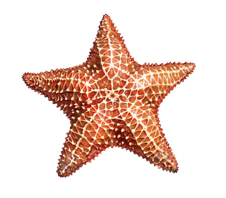 Starfish, Asteroidea, echinoderm type invertebrates, realistic drawing, illustration for animal encyclopedia, inhabitants of the seas and oceansの写真素材