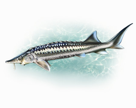 Sturgeons, Acipenser, valuable freshwater fish, realistic drawing, inhabitants of rivers, seas, isolated image on a white backgroundの写真素材