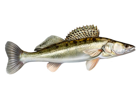 Common zander, Sander lucioperca, ray-finned fish of the perch family, realistic drawing, inhabitant of fresh water, isolated image on a white backgroundの写真素材