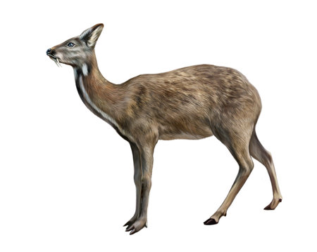 Siberian musk deer, Moschus moschiferus, artiodactyl animal with fangs, realistic drawing, encyclopedia illustration, isolated image on white backgroundの写真素材