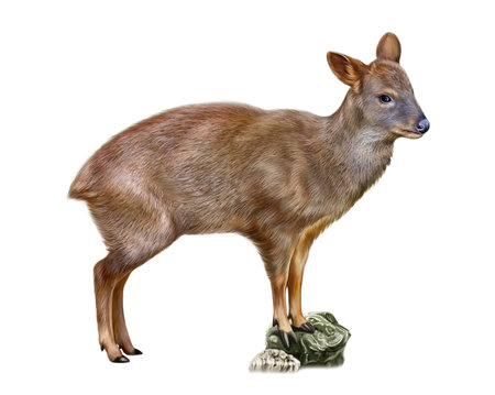 Pudu, a mammal of the deer family, realistic drawing, illustration for the encyclopedia of animals of the Andes, South America, isolated image on a white backgroundの写真素材