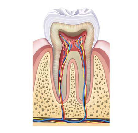 The structure of a human tooth, a model for study, color illustration, an isolated image on a white backgroundの写真素材