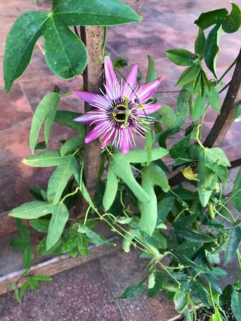 passionflower decorative flower for garden landscapingの写真素材