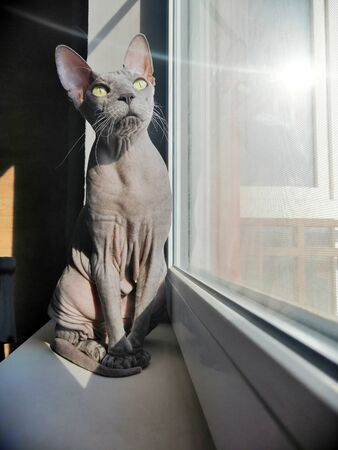 bald cat canadian sphinx basks on the windowsillの写真素材