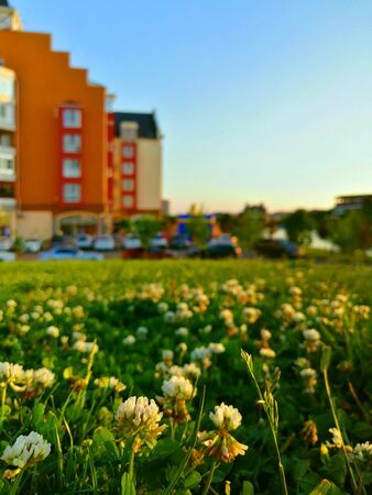 white clover on the background of colorful housesの写真素材