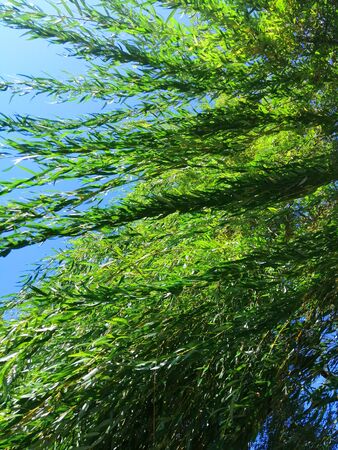 green willow tree branches. develop in the wind against a blue sky. view from the bottom up. look like algae. leaf textureの写真素材