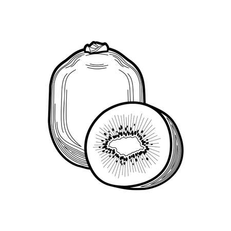 kiwi - a stylized fruit drawn in thin lines with strokes in a flat style. kiwi - coloring book on a white background. healthy food, vitamins. black and white fruit cut in halfのイラスト素材
