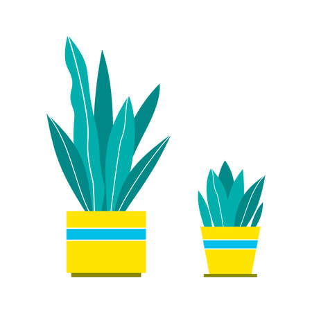 home flowers in a pot on a white backgroundのイラスト素材