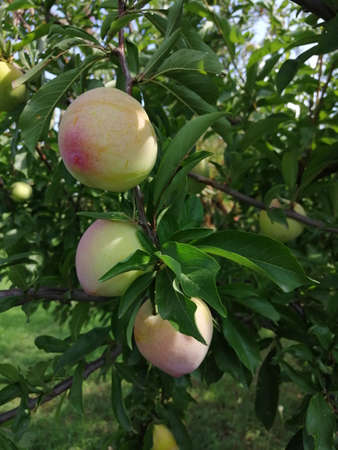 cherry plum on the tree. summer harvestの写真素材