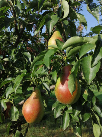 pear on the tree. summer harvest in the gardenの写真素材