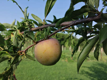 cherry plum on the tree. summer harvestの写真素材