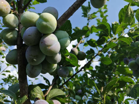 green plum on the tree against the background of the sky. summer harvestの写真素材