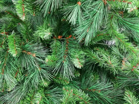christmas tree green background wallpaperの写真素材