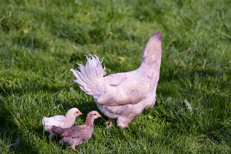 Family of birds