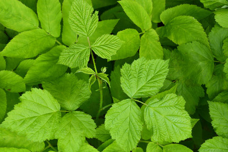 Background, natural leaves and flowers closeup