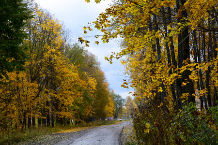 Autumn, nature, autumn forest. Cloudy sky. Golden autumn leaves.の写真素材