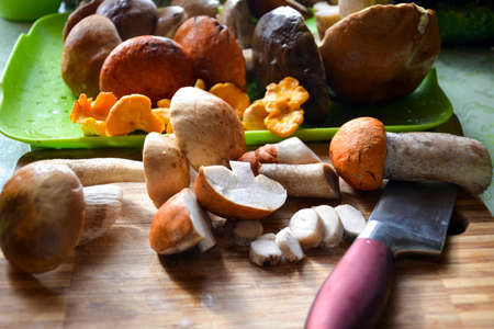 Harvesting of forest mushrooms. Edible mushrooms - porcini, boletus, chanterelles, white mushrooms are on the table. Ingredients for mushroom soup.の写真素材