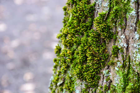 Green moss on a tree trunk. The background is blurred. Focus on the details of the moss.の写真素材