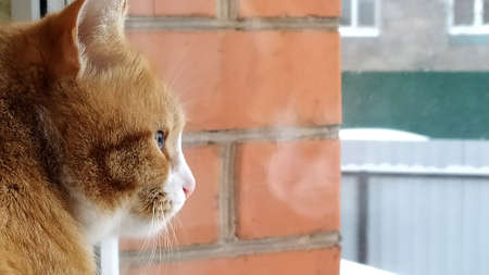 A red cat looks out the window into the street. A kitten sits on a windowsill and looks through the glass. The tabby cat is reflected in the glass of the window.の写真素材