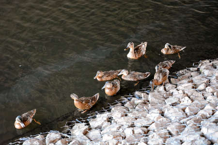 A flock of ducks swims near the shore.の写真素材