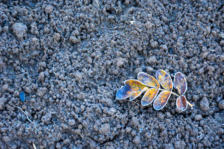 Autumn background for the inscription. Yellow leaf on the ground, autumn card. The frost on the leaves. The first touch of frost.の写真素材
