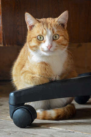 A frightened look of a cat. Red cat sitting like a ball.の写真素材