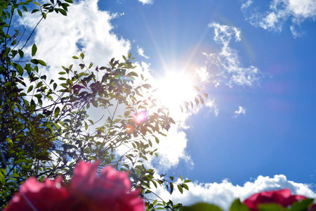 Rays of light break through the branches of a tree against a background of blue sky and white...