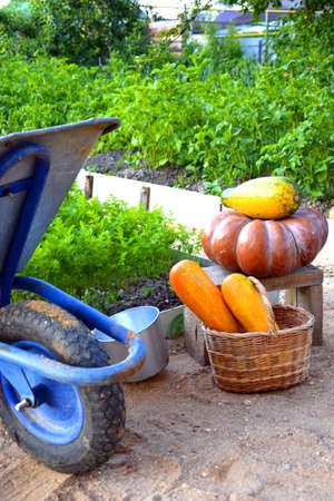 Harvest vegetables in the fall. Ripe pumpkin and zucchini in the basket. Next to the beds is a garden cart. Big pumpkin for Halloween.の写真素材
