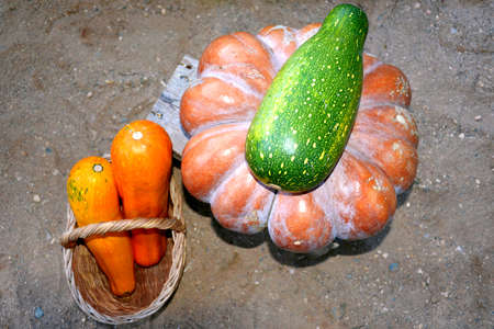 Huge textured pumpkin for a holiday Halloween. The harvest in the fall. Mature vegetables from the garden.の写真素材