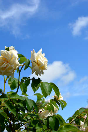 Large roses against a blue sky. Rose Bush on a background of green foliage. Flowering shrubs in the garden design.の写真素材