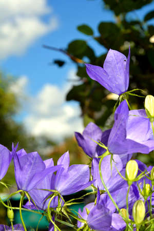 Bluebell flowers close-up against the sky and clouds. Flowering shrubs in a flower bed in the garden.の写真素材
