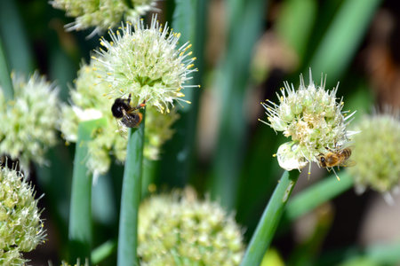 Bees collect nectar in the inflorescences of the onion arrow. Onions are blooming. Insects in the...