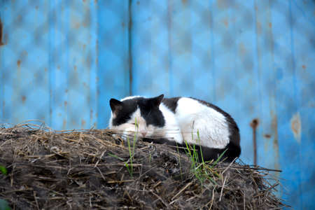 A black-and-white house cat is lying on a pile of humus behind a fence. The metal grid in the foreground is blurred.の写真素材