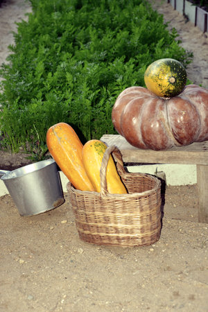 Pumpkins and zucchini in a basket close - up on the background of a garden bed. The Sepia color. The...