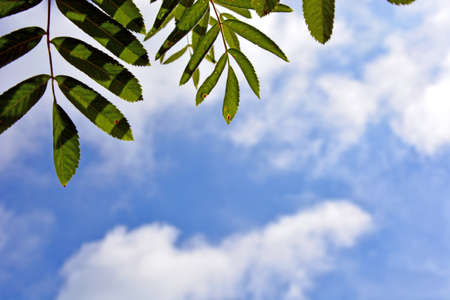 Rowan leaves against a blue sky and white clouds. Autumn Sunny warm day. Natural horizontal background.の写真素材