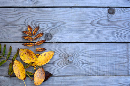 Autumn fallen yellow leaves lie on wooden boards. Wooden background with leaves. The background for the text.の写真素材