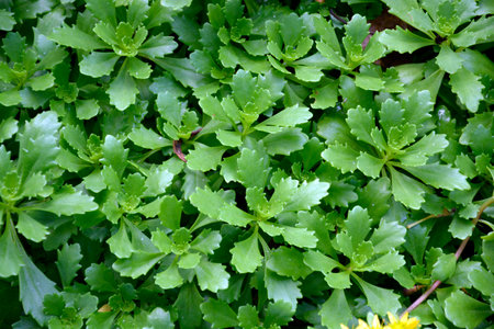 Garden ground cover shrub saxifrage. Background from small green leaves. Natural headpiece made of carved leaves. Back picture for writing text.の写真素材