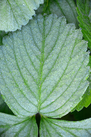 Frost close-up on spring strawberry leaves. Plants on a frosty morning. A natural phenomenon.