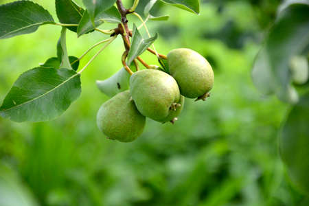 Pears on a branch close-up. Fruit pear trees in the garden. The beginning of fruiting trees in early summer.の写真素材