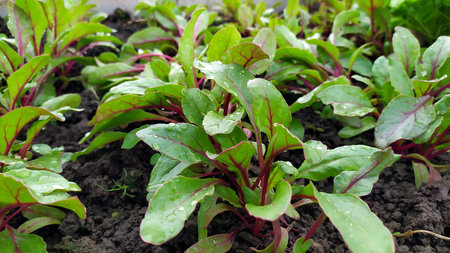 Water drops on the leaves of seedlings close-up. Young plants are grown in a greenhouse. Beet...