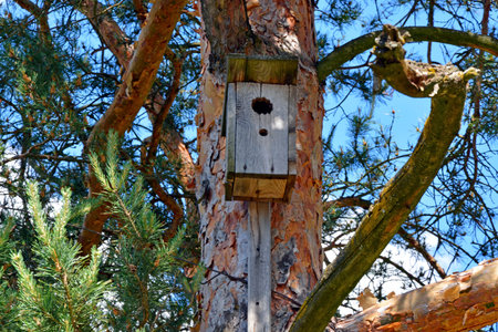 Birdhouse on a tree close-up. Wooden birdhouse for birds. The bird house hangs on a tree....