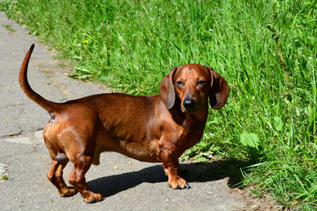 Dachshund. Funny red-haired dachshund dog walks in the park in the fresh air. Walking thoroughbred dogs in the summer.の写真素材