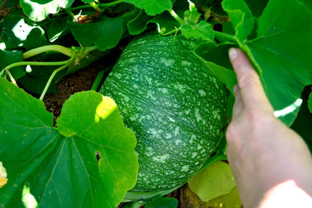 Small green pumpkin. Ripening pumpkin. Greenhouse vegetables in the garden.の写真素材