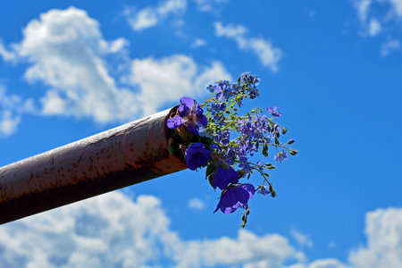 Flowers close-up against the blue sky. A bouquet of wildflowers was inserted into a rusty metal...